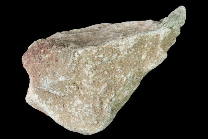 Rough, Agatized Dinosaur Bone - Colorado #142527